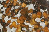 Polished Sericho Pallasite Meteorite ( g) Slice - Kenya #256142-1